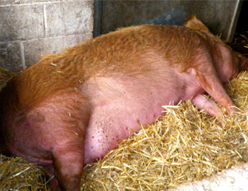 Why this little piggy won’t make cheese…